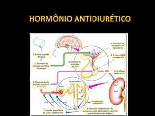 HORMÔNIO ANTIDIURÉTICO




       Ana Luisa Miranda Vilela
         (www.bioloja.com)
 