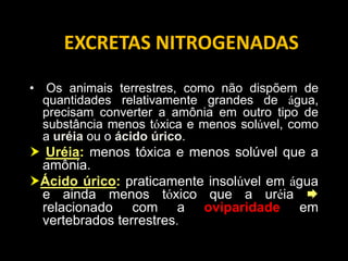 EXCRETAS NITROGENADAS

• Os animais terrestres, como não dispõem de
  quantidades relativamente grandes de água,
  precisam converter a amônia em outro tipo de
  substância menos tóxica e menos solúvel, como
  a uréia ou o ácido úrico.
 Uréia: menos tóxica e menos solúvel que a
 amônia.
Ácido úrico: praticamente insolúvel em água
 e ainda menos tóxico que a uréia 
 relacionado com a oviparidade em
 vertebrados terrestres.
 