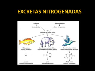 EXCRETAS NITROGENADAS
 
