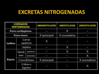 EXCRETAS NITROGENADAS
     CORDADOS
                              AMONIOTÉLICOS    UREOTÉLICOS      URICOTÉLICOS
    VERTEBRADOS
   Peixes cartilaginosos                            X                
      Peixes ósseos            X (principal)   X (secundária)         
               Larvas
                                    X                                
Anfíbios      aquáticas
              Adultos                               X                
           Quelô aquáticos                          X                X
            nios terrestres                                         X
Répteis    Crocodilianos       X (principal)                   X (secundária)
              Cobras e
                                                                    X
              lagartos
 