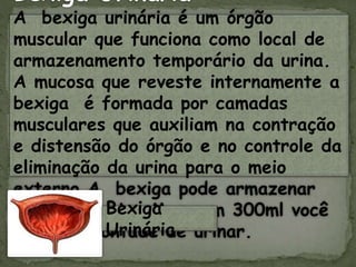 Bexiga Urinária
A bexiga urinária é um órgão
muscular que funciona como local de
armazenamento temporário da urina.
A mucosa que reveste internamente a
bexiga é formada por camadas
musculares que auxiliam na contração
e distensão do órgão e no controle da
eliminação da urina para o meio
externo.A bexiga pode armazenar
800ml de urina.Mas com 300ml você
já sente vontade de urinar.
Bexiga
Urinária
 