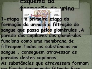 Esquema da
formação da urina
1-etapa : a primeira etapa da
formação da urina é a filtração do
sangue que passa pelos glomérulos .A
parede dos capilares dos glomérulos
funciona como uma membrana de
filtragem.Todas as substâncias no
sangue , conseguem atravessar as
paredes destes capilares.
As substâncias que atravessam formam
 
