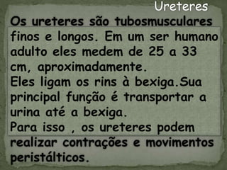 Ureteres
Os ureteres são tubosmusculares
finos e longos. Em um ser humano
adulto eles medem de 25 a 33
cm, aproximadamente.
Eles ligam os rins à bexiga.Sua
principal função é transportar a
urina até a bexiga.
Para isso , os ureteres podem
realizar contrações e movimentos
peristálticos.
 