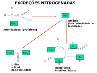 EXCREÇÕES NITROGENADAS
Aminoácidos (proteínas)
Amônia
(alta solubilidade e
toxicidade)
Uréia
solúvel
baixa toxicidade
Ácido úrico
insolúvel, átóxico
 