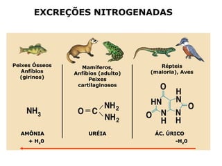 Peixes Ósseos
Anfíbios
(girinos)
Mamíferos,
Anfíbios (adulto)
Peixes
cartilaginosos
Répteis
(maioria), Aves
URÉIAURÉIAAMÔNIAAMÔNIA ÁC. ÚRICOÁC. ÚRICO
+ H+ H2200 -H-H2200
EXCREÇÕES NITROGENADAS
 