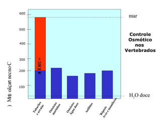 100
200
300
400
500
600
Tubarões
earraias
Osteíctes
marinhos
Osteíctes
Águadoce
Anfíbios
´Répteis
Avesemamíferos
Concentração(mM)
mar
H2O doce
+URÉIA
Controle
Osmótico
nos
Vertebrados
 