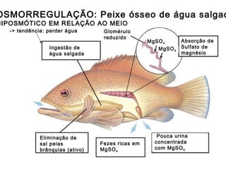 OSMORREGULAÇÃO: Peixe ósseo de água salgad
HIPOSMÓTICO EM RELAÇÃO AO MEIO
Glomérulo
reduzido
MgSO4
MgSO4
Absorção de
Sulfato de
magnésio
Pouca urina
concentrada
com MgSO4
Ingestão de
água salgada
Eliminação de
sal pelas
brânquias (ativo)
Fezes ricas em
MgSO4
-> tendência: perder água
 