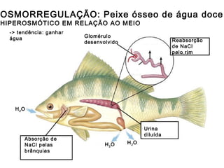 OSMORREGULAÇÃO: Peixe ósseo de água doce
HIPEROSMÓTICO EM RELAÇÃO AO MEIO
Absorção de
NaCl pelas
brânquias
Reabsorção
de NaCl
pelo rim
Glomérulo
desenvolvido
Urina
diluída
H2OH2O
H2O
-> tendência: ganhar
água
 
