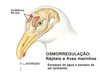 GLÂNDULA
DE SAL
EXCREÇÃO
OSMORREGULAÇÃO:
Répteis e Aves marinhos
Escassez de água e excesso de
sal (alimento)
 