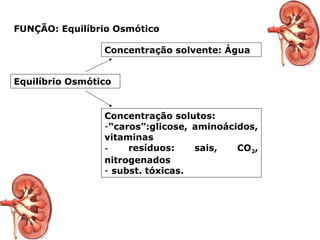 FUNÇÃO: Equilíbrio Osmótico
Equilíbrio Osmótico
Concentração solvente: Água
Concentração solutos:
-“caros”:glicose, aminoácidos,
vitaminas
- resíduos: sais, CO2,
nitrogenados
- subst. tóxicas.
 