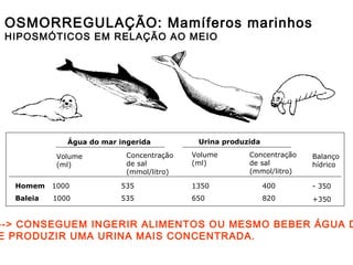 OSMORREGULAÇÃO: Mamíferos marinhos
HIPOSMÓTICOS EM RELAÇÃO AO MEIO
Água do mar ingerida Urina produzida
Volume
(ml)
Concentração
de sal
(mmol/litro)
Volume
(ml)
Concentração
de sal
(mmol/litro)
Homem 1000 535 1350 400
Baleia 1000 535 650 820
Balanço
hídrico
- 350
+350
--> CONSEGUEM INGERIR ALIMENTOS OU MESMO BEBER ÁGUA D
E PRODUZIR UMA URINA MAIS CONCENTRADA.
 