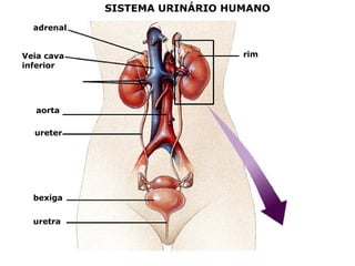 adrenal
Veia cava
inferior
aorta
ureter
bexiga
uretra
rim
SISTEMA URINÁRIO HUMANO
 