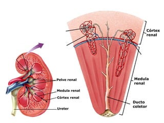 Córtex
renal
Medula
renal
Ducto
coletor
Córtex renal
Medula renal
Pelve renal
Ureter
 