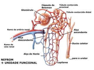 Cápsula de
Bowman
Glomérulo
Alça
descendente
Alça
ascendente
Alça de Henle
Ducto coletor
capilares
para o ureter
NEFROM
 UNIDADE FUNCIONAL
Túbulo contorcido
proximal
Túbulo contorcido distal
Ramo da artéria renal
Ramo da
veia renal
 
