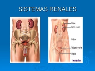 SISTEMAS RENALES 