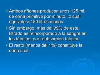 Ambos riñones producen unos 125 ml. de orina primitiva por minuto, lo cual equivale a 180 litros diarios.  Sin embargo, más del 99% de este filtrado es reincorporado a la sangre en los túbulos, por reabsorción tubular.  El resto (menos del 1%) constituye la orina final.  