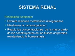 SISTEMA RENAL Principales funciones : Excreta residuos metabólicos nitrogenados Mantienen la osmorregulación Regula las concentraciones  de la mayor parte de los constituyentes de los fluidos corporales, manteniendo la homeostasis. 