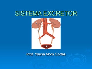 SISTEMA EXCRETOR Prof. Yasna Mora Cortés 