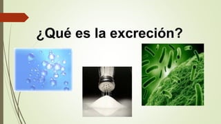 ¿Qué es la excreción?
 