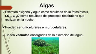 Algas
Excretan oxigeno y agua como resultado de la fotosíntesis,
𝑪𝑶 𝟐 , 𝑯 𝟐 𝑶 como resultado del procesos respiratorio que
realizan en la noche.
Pueden ser unicelulares o multicelulares.
Tienen vacuolas encargadas de la excreción del agua.
 