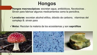 Hongos
 Hongos macroscópicos: excretan agua, antibióticos, flavotoxinas .
Sirven para fabricar algunos medicamentos como la penicilina.
 Levaduras: excretan alcohol etílico, dióxido de carbono, vitaminas del
complejo B. sirven para
 Moho: Reciclan la materia de los ecosistemas y son saprófitos
 
