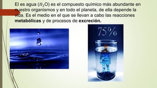 El es agua (𝐻2O) es el compuesto químico más abundante en
nuestro organismos y en todo el planeta, de ella depende la
vida. Es el medio en el que se llevan a cabo las reacciones
metabólicas y de procesos de excreción.
 