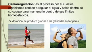 Osmorregulación: es el proceso por el cual los
organismos tienden a regular el agua y sales dentro de
su cuerpo para mantenerlo dentro de sus límites
homeostáticos.
-Sudoración: se produce gracias a las glándulas sudoríparas.
 