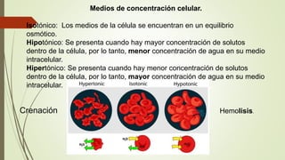 Medios de concentración celular.
Isotónico: Los medios de la célula se encuentran en un equilibrio
osmótico.
Hipotónico: Se presenta cuando hay mayor concentración de solutos
dentro de la célula, por lo tanto, menor concentración de agua en su medio
intracelular.
Hipertónico: Se presenta cuando hay menor concentración de solutos
dentro de la célula, por lo tanto, mayor concentración de agua en su medio
intracelular.
Hemolisis.Crenación
 