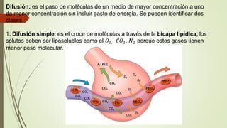 Difusión: es el paso de moléculas de un medio de mayor concentración a uno
de menor concentración sin incluir gasto de energía. Se pueden identificar dos
clases.
1. Difusión simple: es el cruce de moléculas a través de la bicapa lipídica, los
solutos deben ser liposolubles como el 𝑂2, 𝐶𝑂2, 𝑵2 porque estos gases tienen
menor peso molecular.
 
