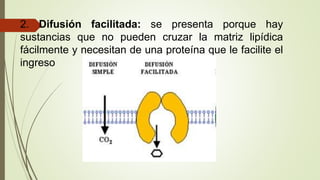 2. Difusión facilitada: se presenta porque hay
sustancias que no pueden cruzar la matriz lipídica
fácilmente y necesitan de una proteína que le facilite el
ingreso
 