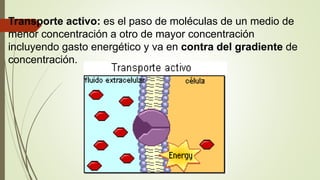 Transporte activo: es el paso de moléculas de un medio de
menor concentración a otro de mayor concentración
incluyendo gasto energético y va en contra del gradiente de
concentración.
 