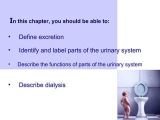 In this chapter, you should be able to:
• Identify and label parts of the urinary system
• Describe the functions of parts of the urinary system
• Define excretion
• Describe dialysis
 