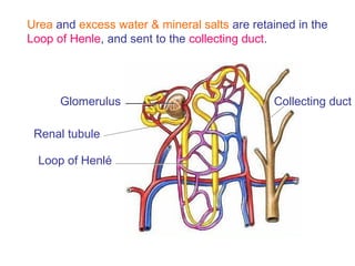 Glomerulus
Urea and excess water & mineral salts are retained in the
Loop of Henle, and sent to the collecting duct.
Loop of Henlé
Renal tubule
Collecting duct
 