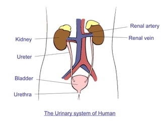 Bladder
Kidney
Ureter
Urethra
Renal artery
Renal vein
The Urinary system of Human
 