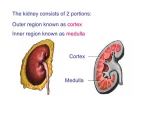 Medulla
Cortex
The kidney consists of 2 portions:
Outer region known as cortex
Inner region known as medulla
 
