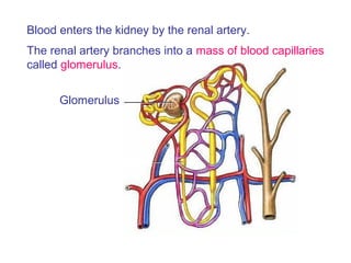 Glomerulus
Blood enters the kidney by the renal artery.
The renal artery branches into a mass of blood capillaries
called glomerulus.
 