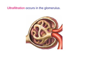 Ultrafiltration occurs in the glomerulus.
 