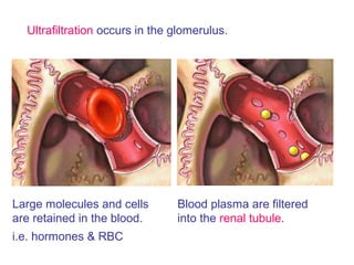 Ultrafiltration occurs in the glomerulus.
Large molecules and cells
are retained in the blood.
i.e. hormones & RBC
Blood plasma are filtered
into the renal tubule.
 