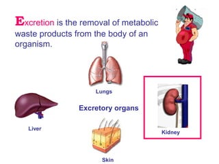 Excretion In Humans