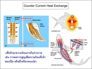 Counter Current Heat Exchange

              ข้ างในร่ างกาย




              ข้ างนอกร่ างกาย


-เพื่ อรักษาความร้ อนภายในร่ างกาย
เช่ น การลดการสูญเสียความร้ อนที่เท้ า
ของเป็ ด หรือที่เหงือกของปลา
 