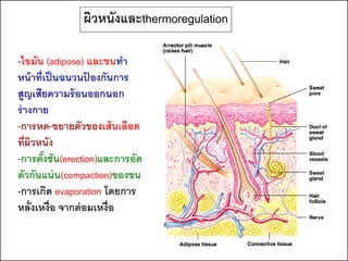 ผิวหนังและthermoregulation

-ไขมัน (adipose) และขนทา
หน้ าที่เป็ นฉนวนปองกันการ
                   ้
สูญเสียความร้ อนออกนอก
ร่ างกาย
-การหด-ขยายตัวของเส้ นเลือด
ที่ผิวหนัง
-การตังชัน(erection)และการอัด
        ้
ตัวกันแน่ น(compaction)ของขน
-การเกิด evaporation โดยการ
หลั่งเหงื่อ จากต่ อมเหงื่อ
 