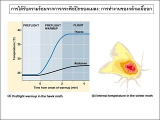 การได้ รับความร้ อนจากการกระพือปี กของแมลง: การทางานของกล้ ามเนืออก
                                                                ้
 