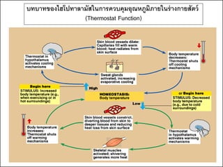 บทบาทของไฮโปทาลามัสในการควบคุมอุณหภูมภายในร่ างกายสัตว์
                                      ิ
                (Thermostat Function)
 
