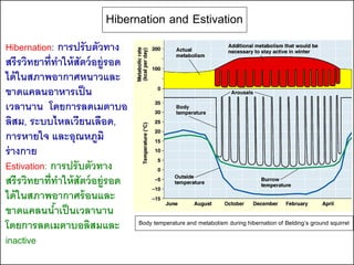 Hibernation and Estivation
Hibernation: การปรับตัวทาง
สรีรวิทยาที่ทาให้ สัตว์ อยู่รอด
ได้ ในสภาพอากาศหนาวและ
ขาดแคลนอาหารเป็ น
เวลานาน โดยการลดเมตาบอ
ลิสม, ระบบไหลเวียนเลือด,
การหายใจ และอุณหภูมิ
ร่ างกาย
Estivation: การปรับตัวทาง
สรีรวิทยาที่ทาให้ สัตว์ อยู่รอด
ได้ ในสภาพอากาศร้ อนและ
ขาดแคลนนาเป็ นเวลานาน
             ้
โดยการลดเมตาบอลิสมและ             Body temperature and metabolism during hibernation of Belding’s ground squirrel

inactive
 