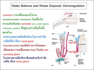Water Balance and Waste Disposal: Osmoregulation
-osmosis การเคลื่อนของนาผ่ าน  ้
semipermeable membrane โดยขึนกับ        ้
ความเข้ มข้ นของ osmolyte (ion, small organic
molecules, protein) ที่อยู่ระหว่ างเยื่อกันทัง
                                          ้ ้
สองด้ าน
-นกทะเลหลายชนิดมีอวัยวะในการกาจัด
 เกลือที่หว เรียก nasal gland
           ั                                     NaClต่า
-Countercurrent ของทิศทางการไหลของ
 เลือดและการเคลื่อนของ NaCl ในท่ อ salt-
                                                 NaClสูง
 excreting gland
-ในปลาฉลามมีอวัยวะพิเศษสาหรับกาจัด
 เกลือ เรียก rectal gland
 