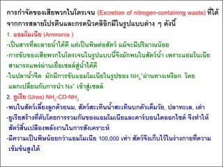 การกาจัดของเสียพวกไนโตรเจน (Excretion of nitrogen-containing waste) ที่ได้
จากการสลายโปรตีนและกรดนิวคลิอิกมีในรู ปแบบต่ าง ๆ ดังนี ้
1. แอมโมเนีย (Ammonia )
-เป็ นสารที่ละลายนาได้ ดี แต่ เป็ นพิษต่ อสัตว์ แม้ จะมีปริมาณน้ อย
                      ้
-การขับของเสียพวกไนโตรเจนในรูปแบบนีจงมักพบในสัตว์ นา เพราะแอมโนเนีย
                                               ้ึ                ้
 สามารถแพร่ ผ่านเยื่อเซลล์ ส่ ูนาได้ ดี
                                 ้
-ในปลานาจืด มักมีการขับแอมโมเนียในรูปของ NH4+ผ่ านทางเหงือก โดย
            ้
 แลกเปลี่ยนกับการนา Na+ เข้ าสู่เซลล์
2. ยูเรีย (Urea) NH2-CO-NH2
-พบในสัตว์ เลียงลูกด้ วยนม, สัตว์ สะเทินนาสะเทินบกตัวเต็มวัย, ปลาทะเล, เต่ า
                 ้                           ้
-ยูเรียสร้ างที่ตับโดยการรวมกันของแอมโมเนียและคาร์ บอนไดออกไซด์ จึงทาให้
 สัตว์ สนเปลืองพลังงานในการสังเคราะห์
         ิ้
-มีความเป็ นพิษน้ อยกว่ าแอมโมเนีย 100,000 เท่ า สัตว์ จงเก็บไว้ ในร่ างกายที่ความ
                                                            ึ
 เข้ มข้ นสูงได้
 