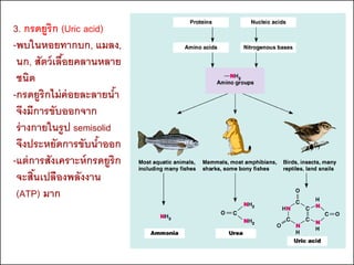 3. กรดยูริก (Uric acid)
-พบในหอยทากบก, แมลง,
 นก, สัตว์ เลือยคลานหลาย
              ้
 ชนิด
-กรดยูริกไม่ ค่อยละลายนา  ้
 จึงมีการขับออกจาก
 ร่ างกายในรูป semisolid
 จึงประหยัดการขับนาออก้
-แต่ การสังเคราะห์ กรดยูริก
 จะสินเปลืองพลังงาน
       ้
 (ATP) มาก
 