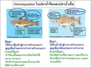 Osmoregulation ในปลานาจืดและปลานาเค็ม
                             ้          ้




ปั ญหา                                 ปั ญหา
-ได้ รับเกลือเข้ าสู่ร่างกายจานวนมาก   -ได้ รับนาเข้ าสู่ร่างกายจานวนมาก
                                                ้
-สูญเสียนาออกจากร่ างกายจานวนมาก
           ้                           -สูญเสียเกลือแร่ ออกจากร่ างกาย
การแก้ ปัญหา                           การแก้ ปัญหา
-กาจัดเกลือออกจากเหงือกโดยวิธี         -ขับปั สสาวะปริมาณมาก และเจือจาง
active transport                       -รับเกลือจากอาหารและactive uptake
-รับนาจากอาหารและนาทะเล ขับ
        ้                  ้            ผ่ านเหงือก
ปั สสาวะปริมาณต่า
 