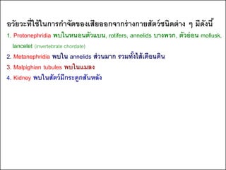 อวัยวะที่ใช้ ในการกาจัดของเสียออกจากร่ างกายสัตว์ ชนิดต่ าง ๆ มีดงนี ้
                                                                 ั
1. Protonephridia พบในหนอนตัวแบน, rotifers, annelids บางพวก, ตัวอ่ อน mollusk,
   lancelet (invertebrate chordate)
2. Metanephridia พบใน annelids ส่ วนมาก รวมทังไส้ เดือนดิน
                                             ้
3. Malpighian tubules พบในแมลง
4. Kidney พบในสัตว์ มีกระดูกสันหลัง
 