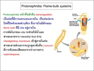Protonephridia: Flame-bulb systems
-Protonephridia หน้ าที่หลักคือ osmoregulation
-เป็ นท่ อที่มีการแตกแขนงภายใน เป็ นท่ อปลาย
 ปิ ดที่ปิดด้ วยเซลล์ ๆเดียว ซึ่งภายในมีลักษณะ
 flame bulb ที่มี cilia อยู่ภายใน
-การพัดโบกของ cilia จะช่ วยให้ นาและ้
 สารละลายจาก interstitial fluid ผ่ าน
 interdigitating membrane เข้ าสู่ภายในท่ อ
 สารละลายส่ วนมากจะถูกดูดกลับคืน (reabsorb)
-มีการขับของเสียออกจากร่ างกายทาง
 nephridiopores
 